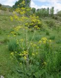 Ferula kelleri. Цветущее растение. Кыргызстан, Иссык-Кульская обл., Семёновское ущелье, на везде. 01.06.2019.