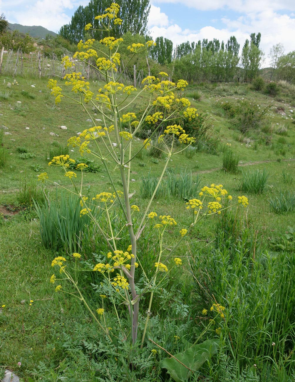 Изображение особи Ferula kelleri.