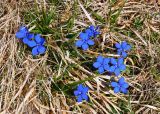 Gentiana uniflora