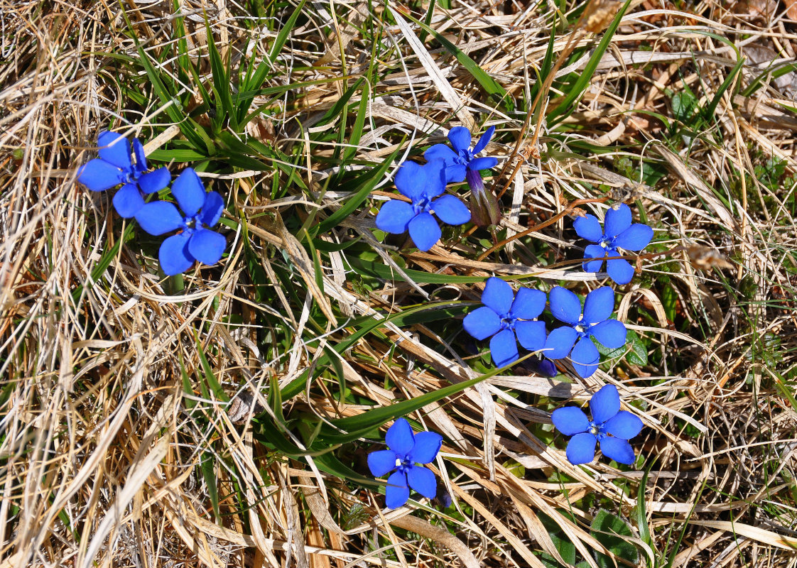 Изображение особи Gentiana uniflora.