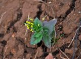 Draba nemorosa. Цветущее растение. Новгородская обл., берег оз. Ильмень, геологический памятник \"Ильменский глинт\", берег озера, осыпающийся сухой склон. 10.05.2019.