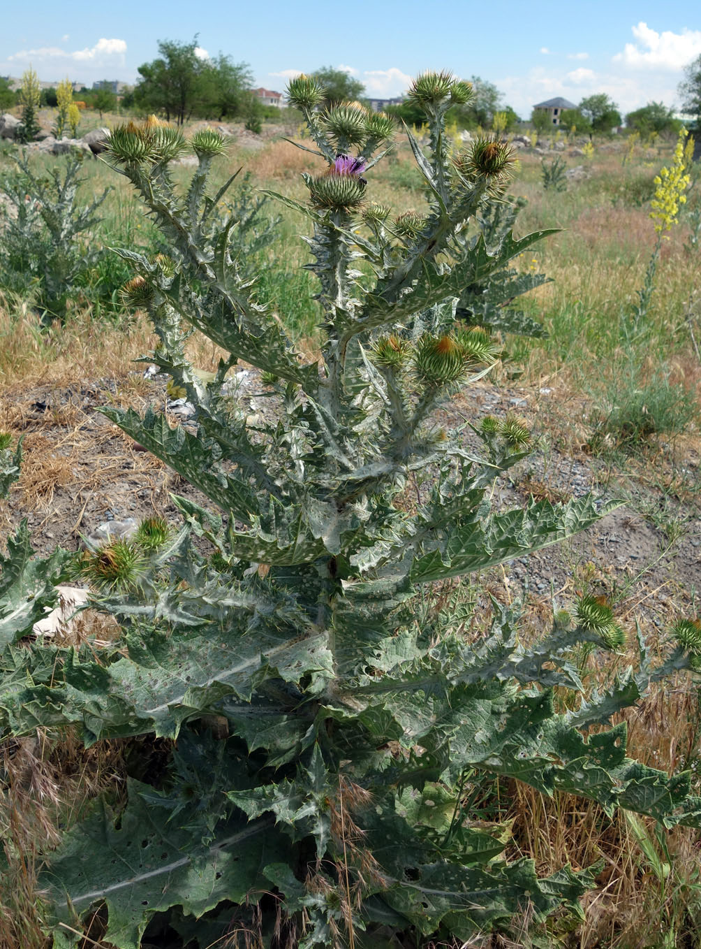 Image of Onopordum acanthium specimen.