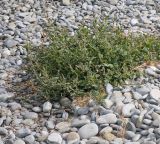 Atriplex prostrata