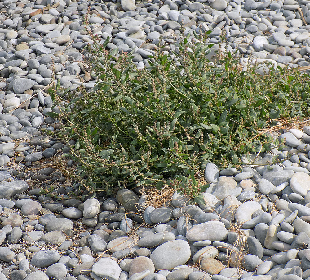 Image of Atriplex prostrata specimen.