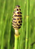 Equisetum palustre. Спороносящий стробил. Архангельская обл., Вельский р-н, окр. пос. Усть-Шоноша, у водоёма. 1 июля 2010 г.