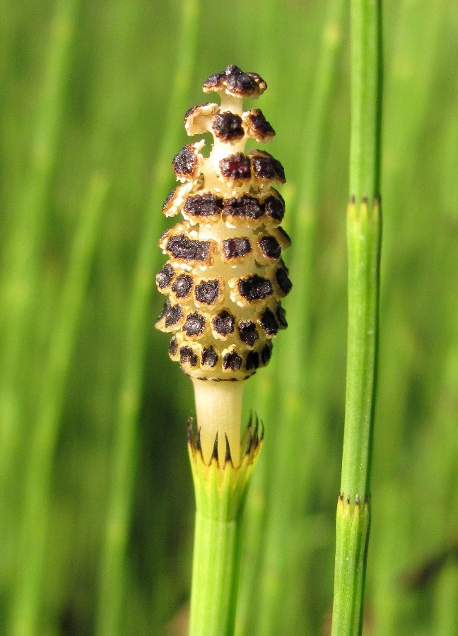 Изображение особи Equisetum palustre.