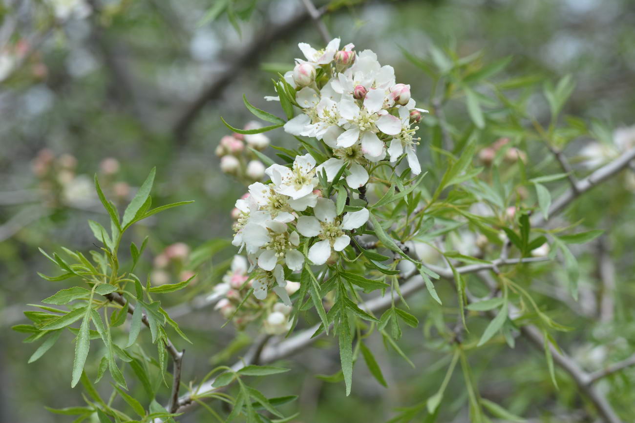 Изображение особи Pyrus regelii.