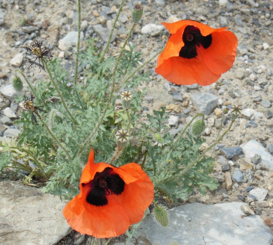 Изображение особи Papaver orientale.