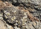 Selaginella tamariscina. Покоящееся растение. Приморский край, окр. с. Староварваровка, Анучинского р-на, скальный выход. 29.03.2020.