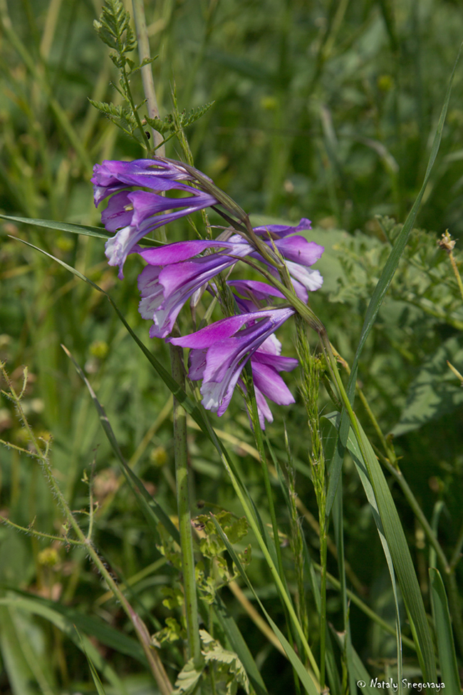 Изображение особи Gladiolus tenuis.