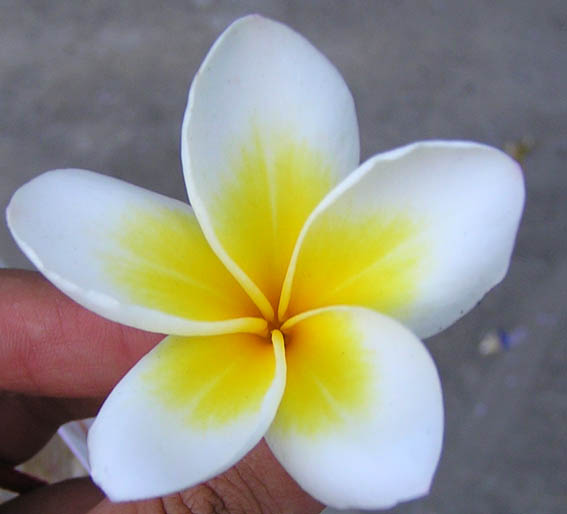 Image of Plumeria rubra var. acutifolia specimen.