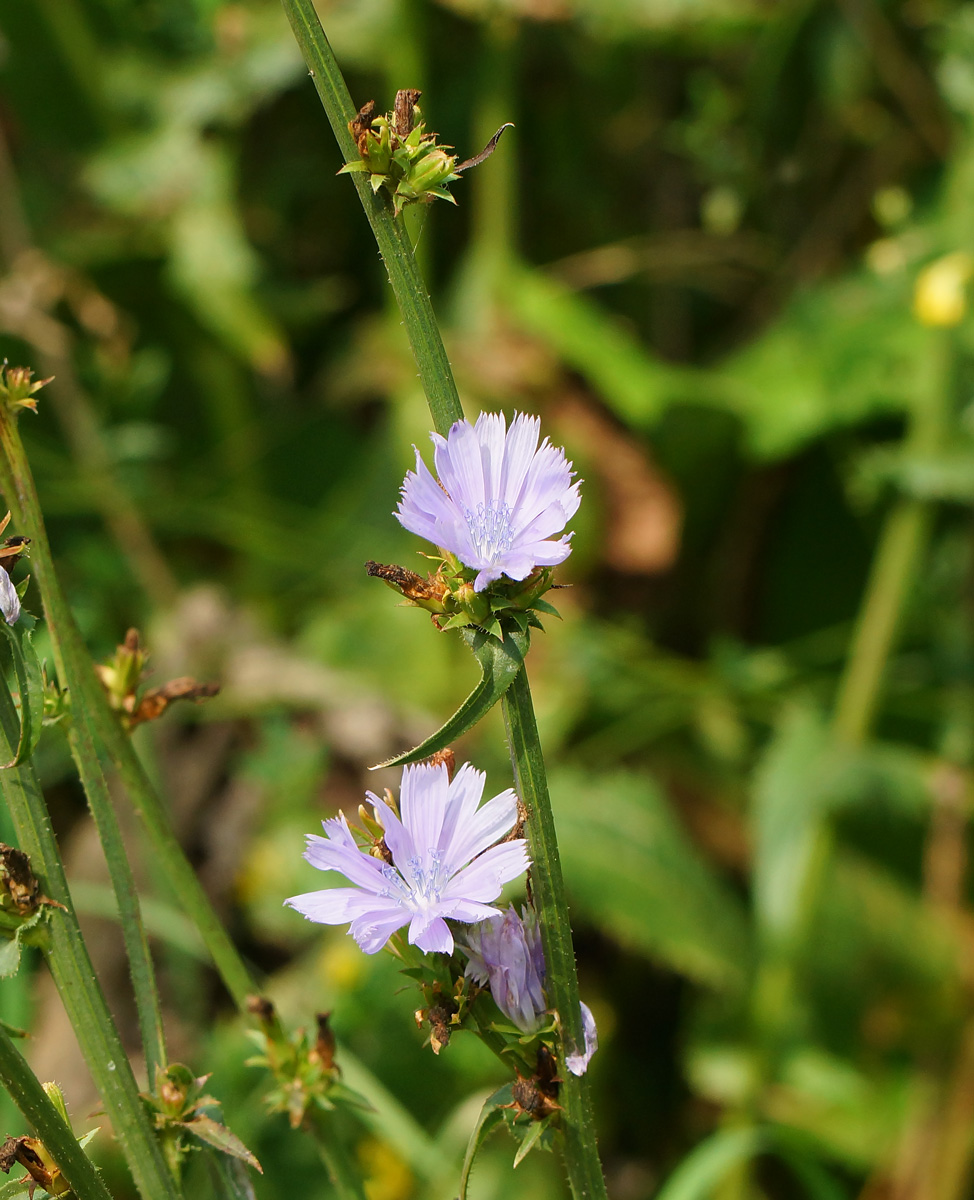 Image of Cichorium intybus specimen.