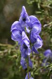 Aconitum talassicum. Цветущее растение. Южный Казахстан, Таласский Алатау.