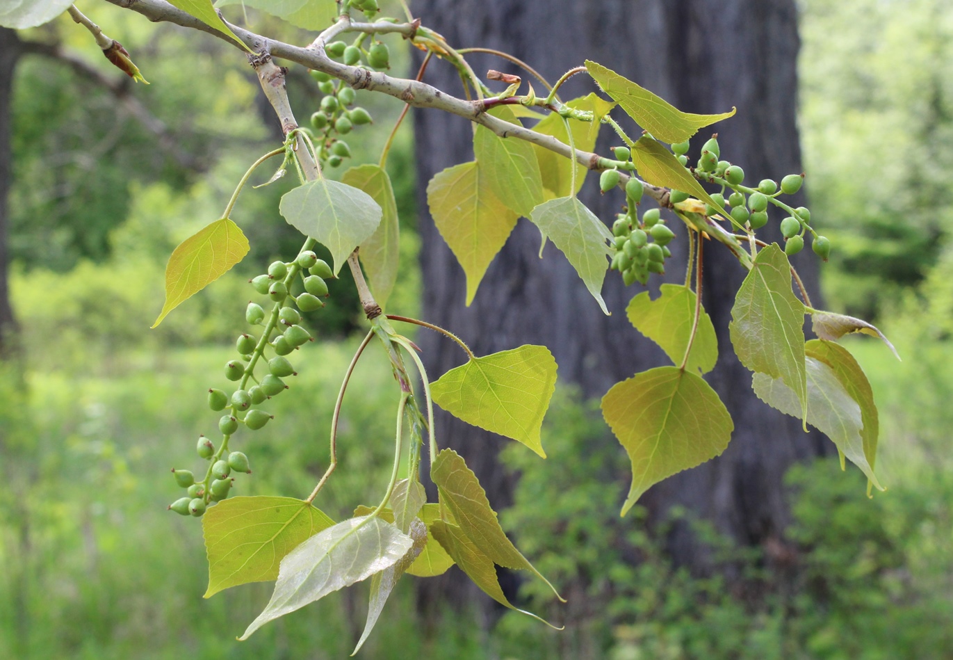 Изображение особи Populus nigra.