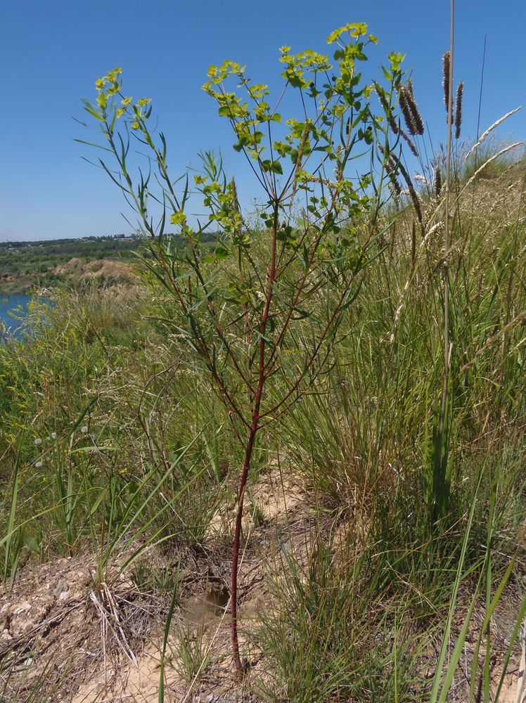 Image of genus Euphorbia specimen.