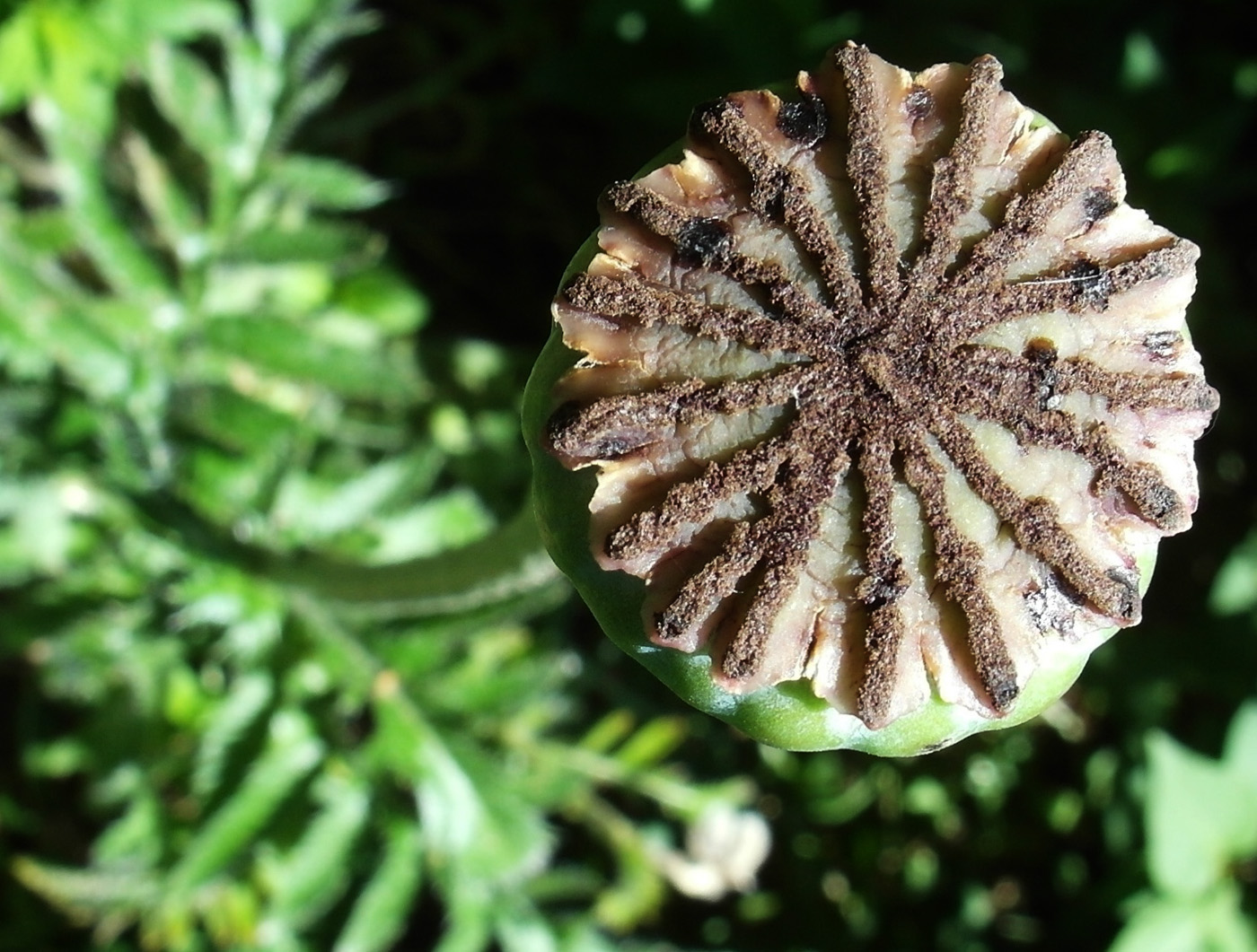 Изображение особи Papaver setiferum.