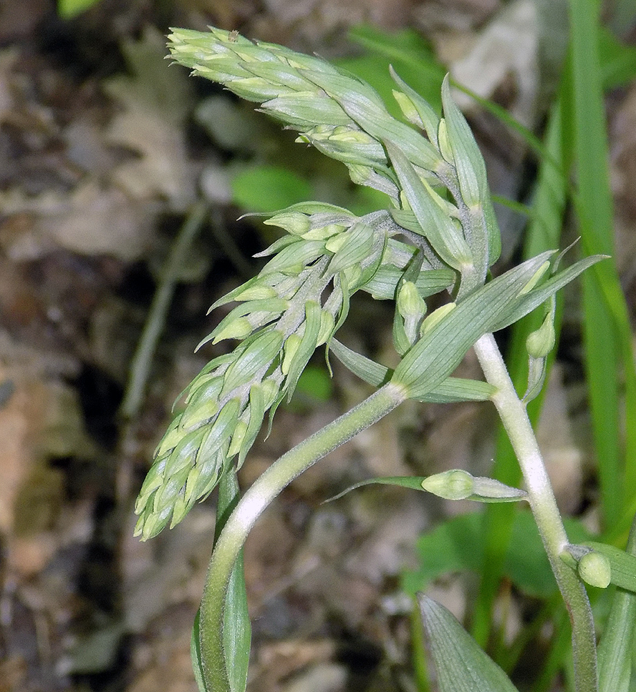 Изображение особи Epipactis condensata.