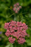 Chaerophyllum rubellum