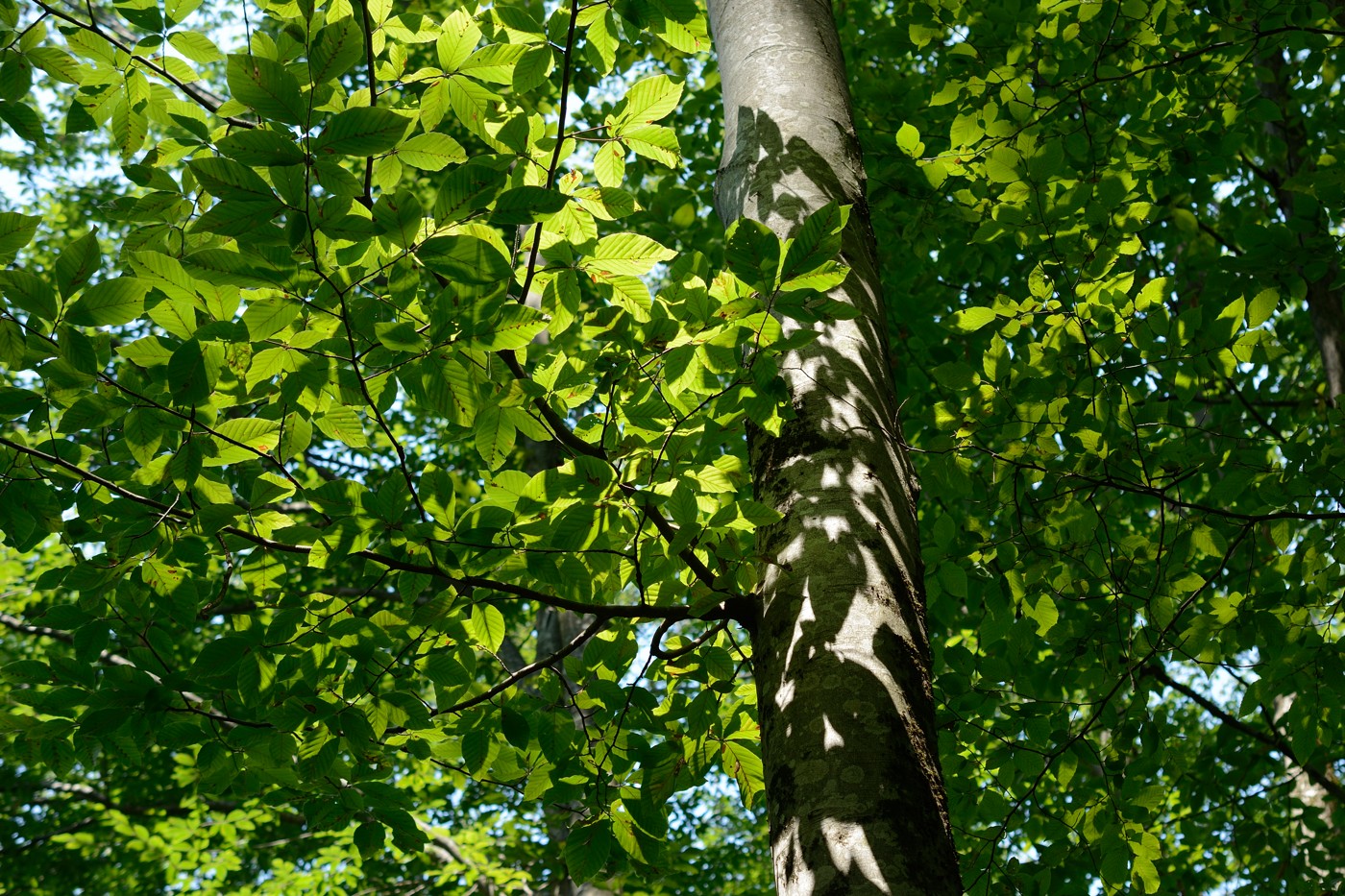 Image of Fagus orientalis specimen.