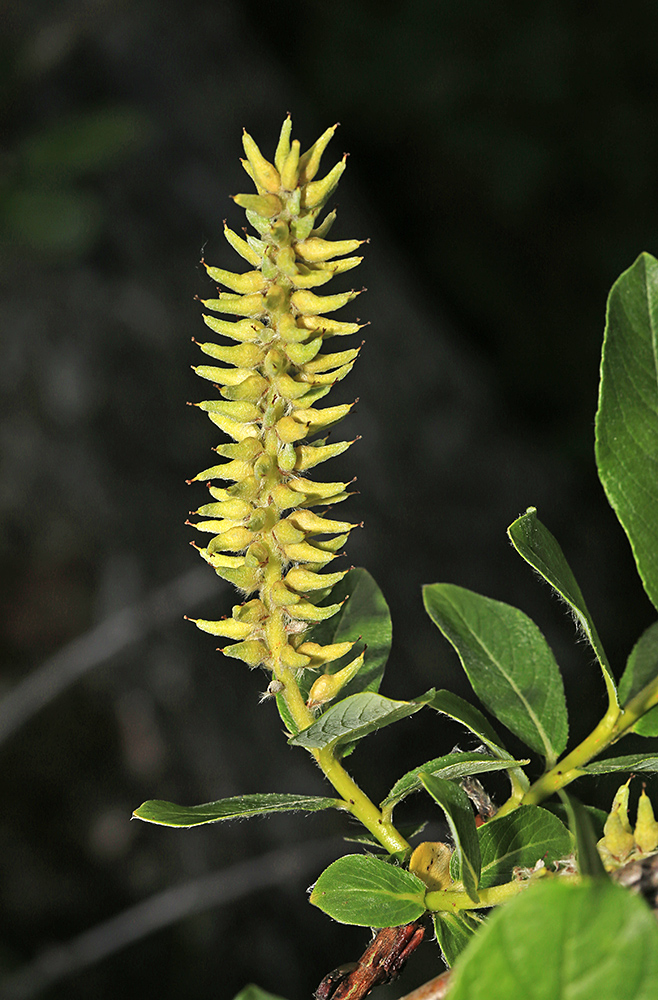 Image of Salix woroschilovii specimen.