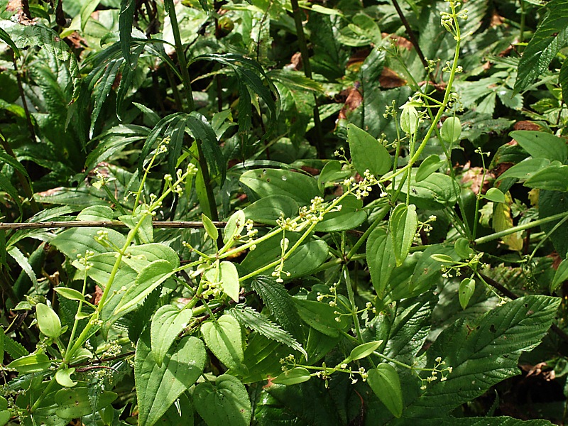 Изображение особи Rubia cordifolia.