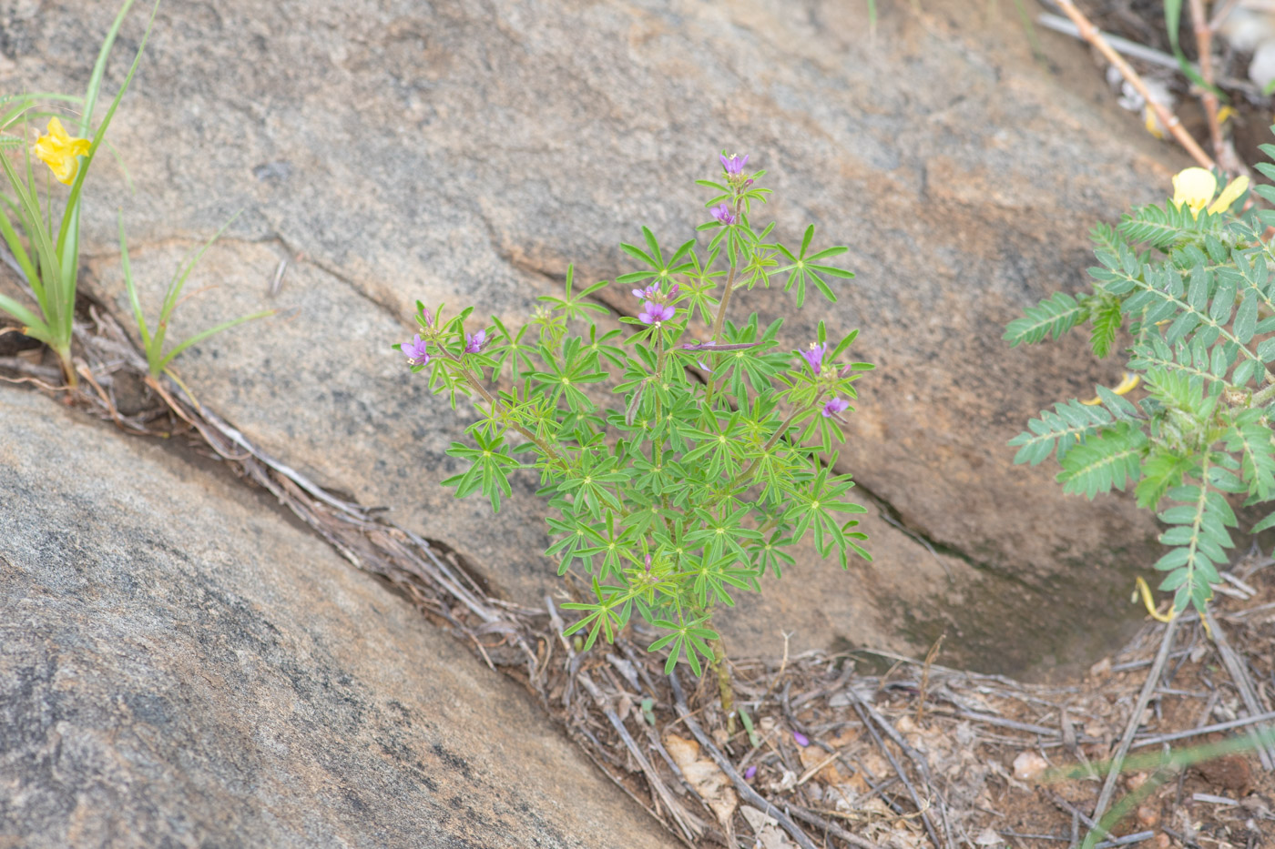 Изображение особи Cleome rubella.