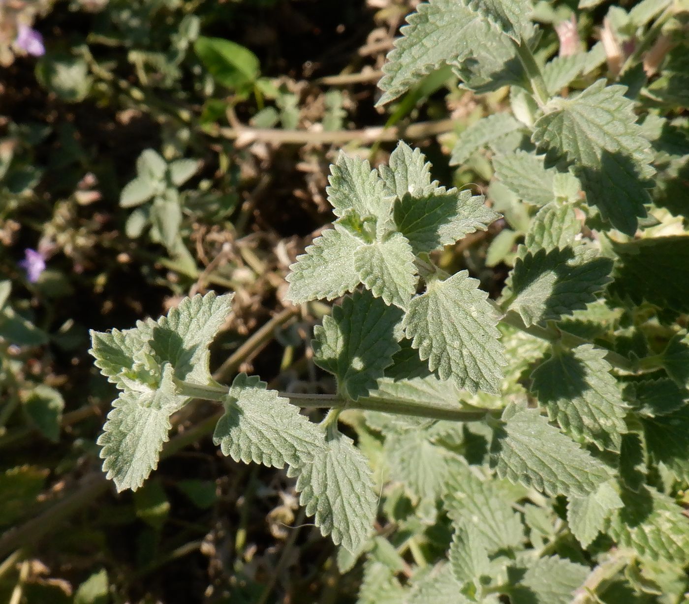 Изображение особи Nepeta &times; faassenii.