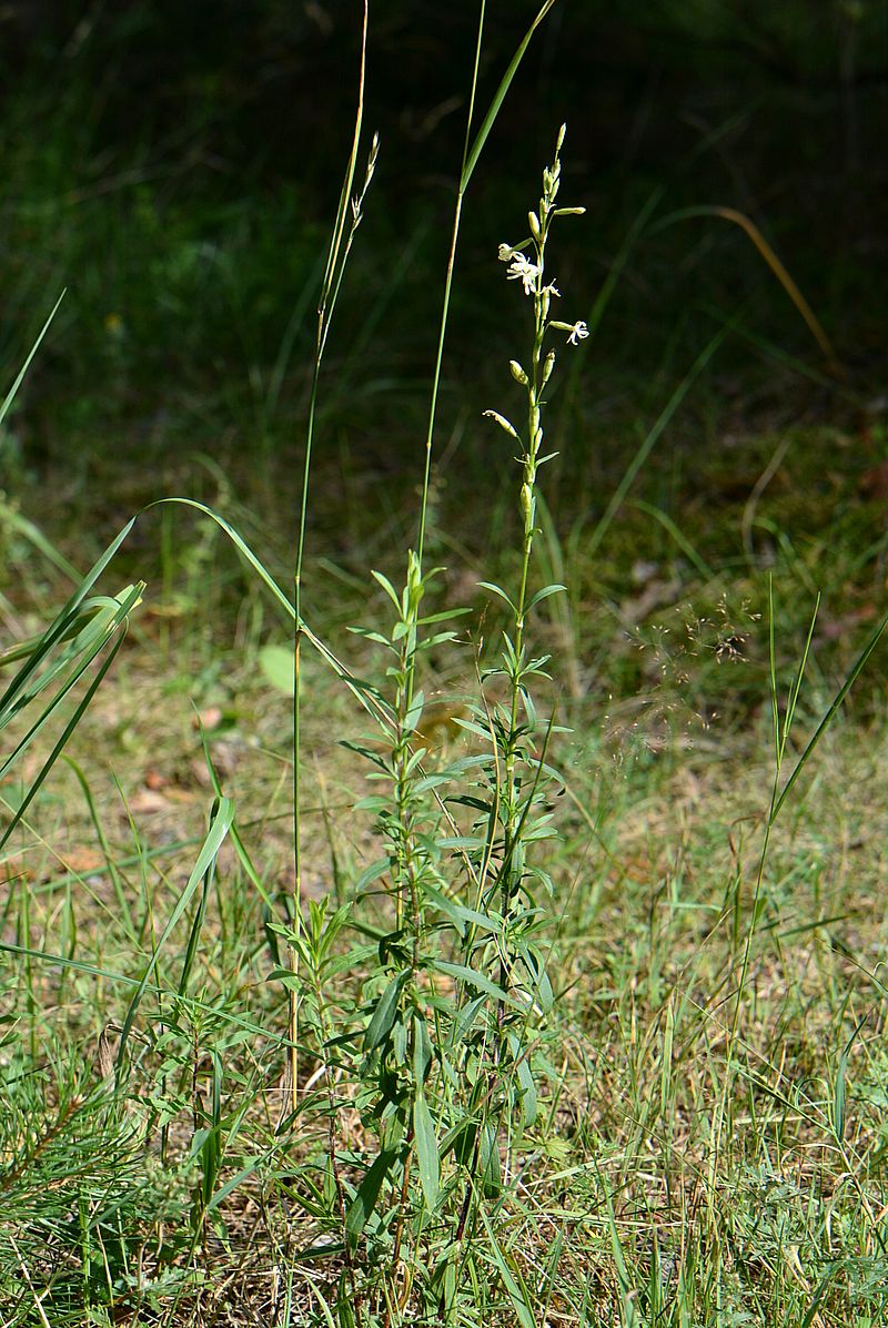 Изображение особи Silene tatarica.