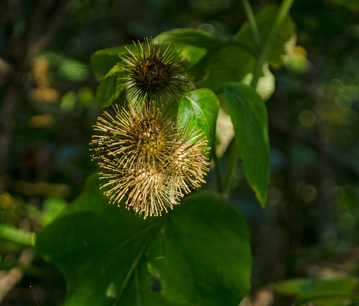 Изображение особи Arctium nemorosum.