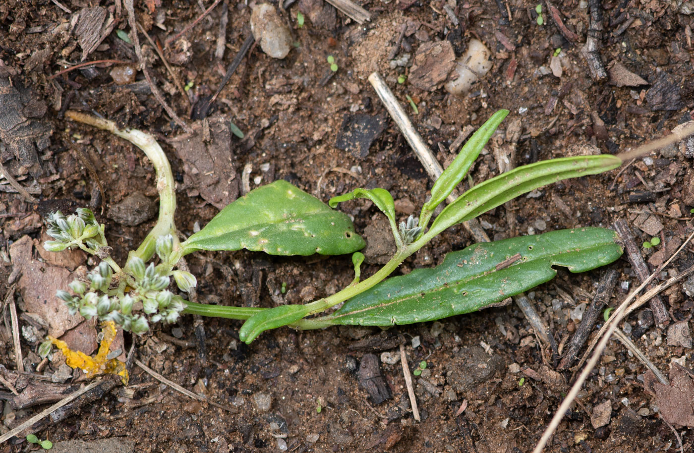 Image of Limeum sulcatum specimen.