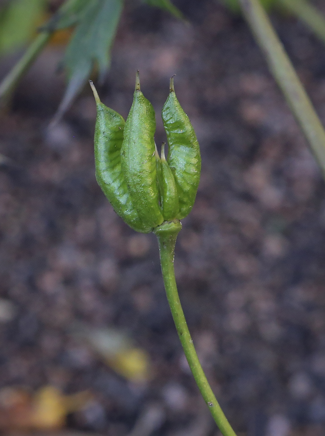 Изображение особи род Aconitum.