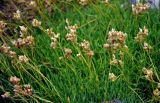 Gypsophila uralensis. Верхушки побегов с развивающимися соплодиями. Челябинская обл., Златоустовский гор. округ, хребет Уреньга, ≈ 1000 м н.у.м., каменистый склон. 25.07.2020.