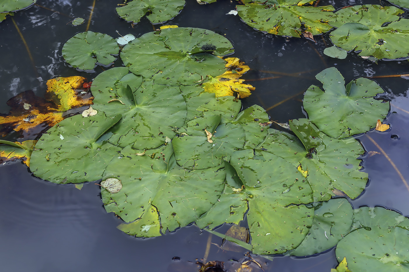 Изображение особи род Nymphaea.