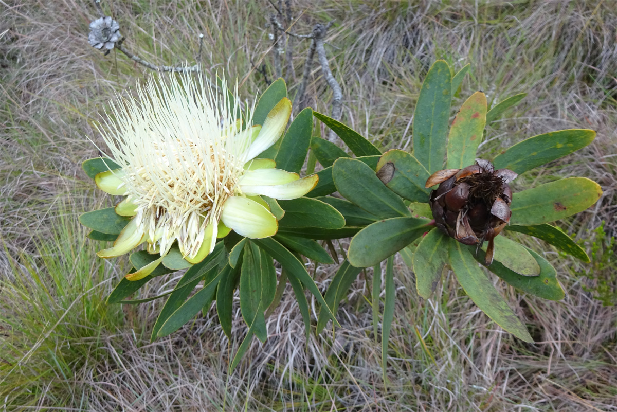Image of Protea caffra ssp. kilimandscharica specimen.