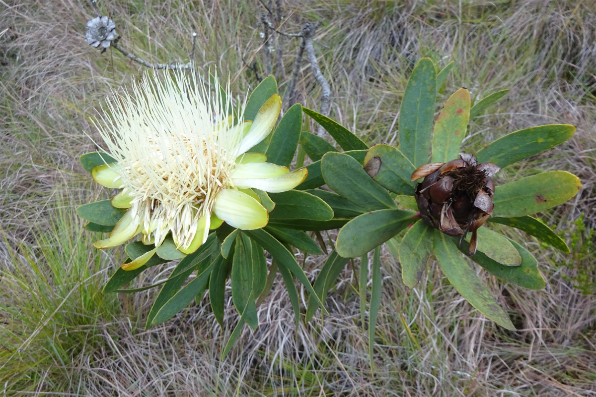 Изображение особи Protea caffra ssp. kilimandscharica.