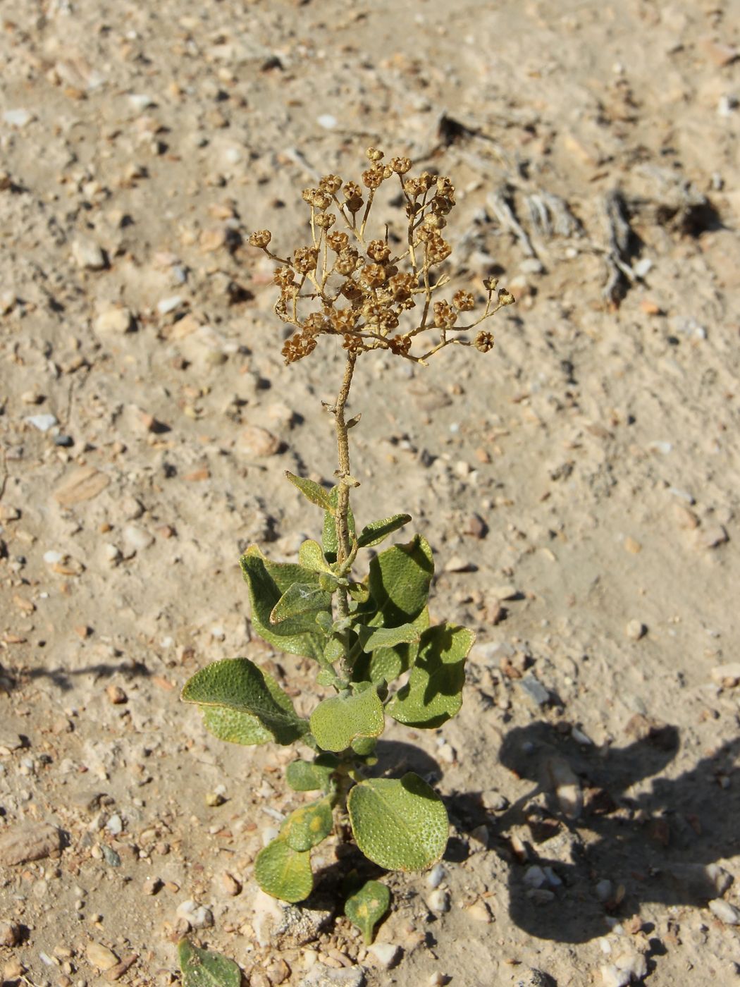 Image of Haplophyllum robustum specimen.