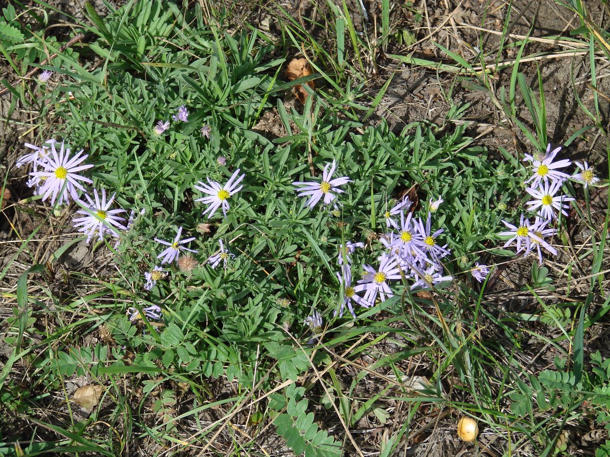 Изображение особи Heteropappus canescens.