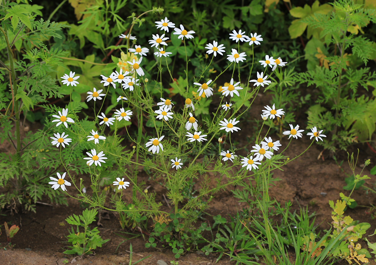 Image of Anthemis cotula specimen.