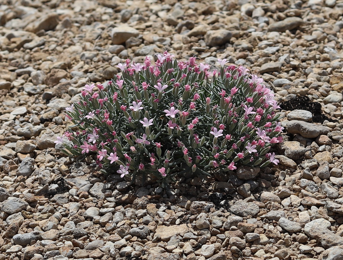 Изображение особи Acanthophyllum transhyrcanum.