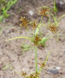 Cyperus amuricus