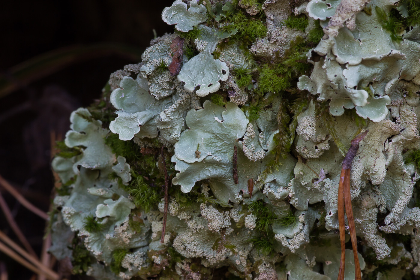 Image of Flavoparmelia caperata specimen.