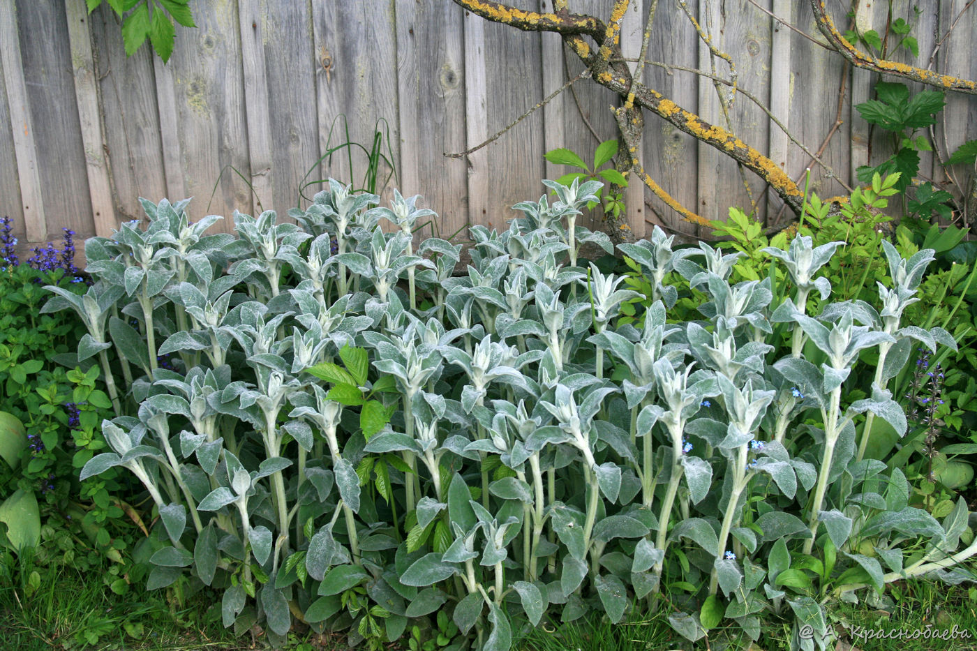 Изображение особи Stachys byzantina.