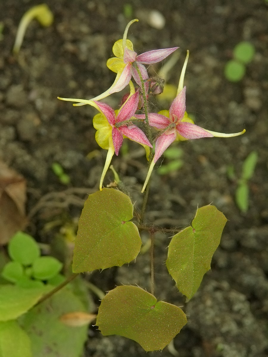 Image of Epimedium × omeiense specimen.
