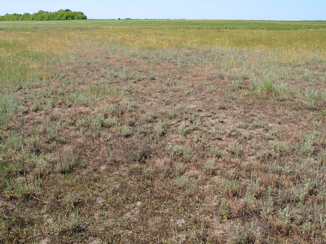 Изображение особи Artemisia santonicum.