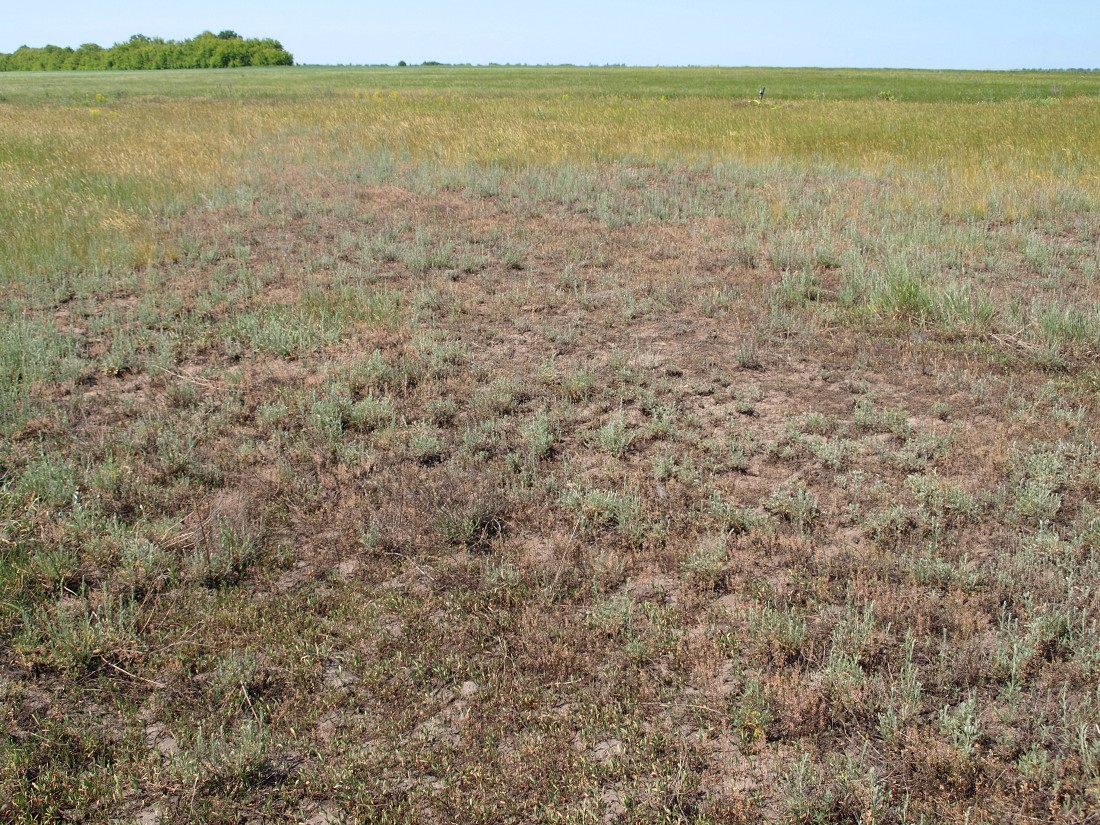 Image of Artemisia santonicum specimen.