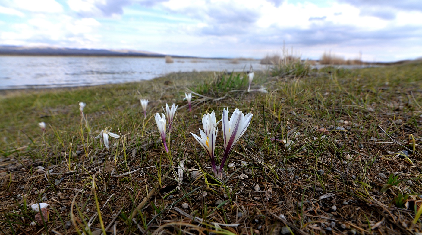 Image of Colchicum kesselringii specimen.