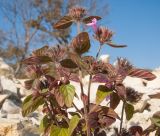 Clinopodium caucasicum. Верхушка отцветающего растения. Краснодарский край, Абинский р-н, окр. станицы Шапсугская, мергелевый карьер, на отвале породы. 15.10.2014.