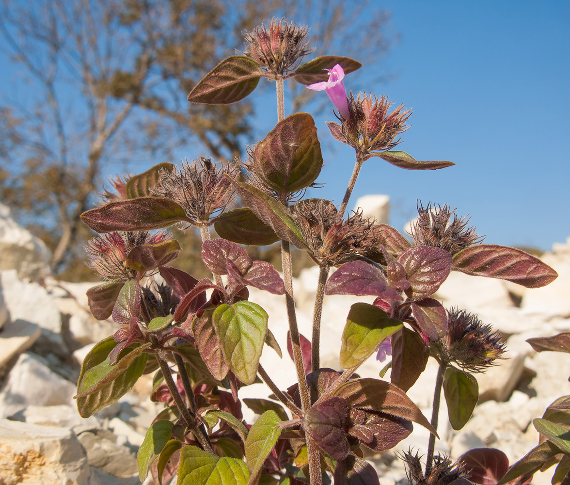 Image of Clinopodium caucasicum specimen.