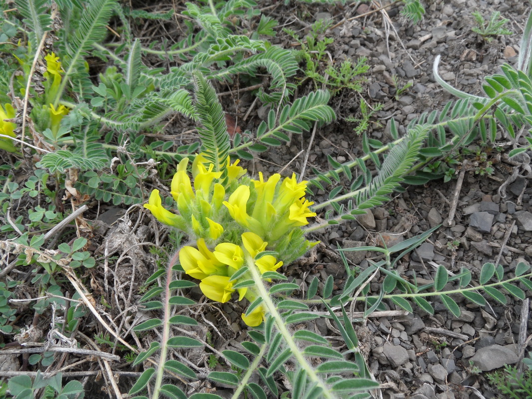 Image of genus Astragalus specimen.