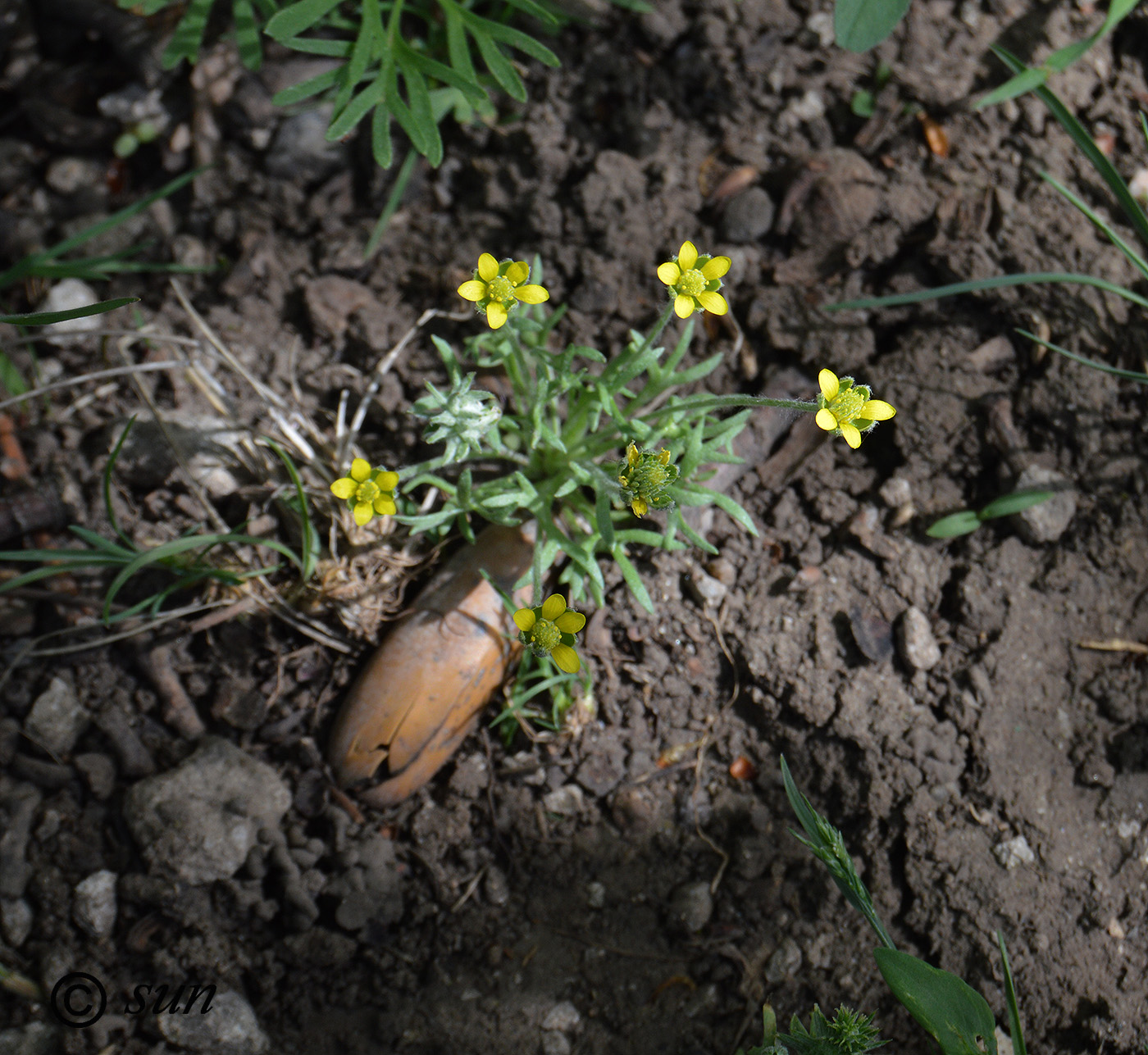 Изображение особи Ceratocephala orthoceras.